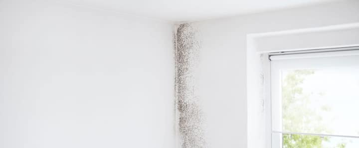 Affordable Mold Removal in Cincinnati | Dry Effect